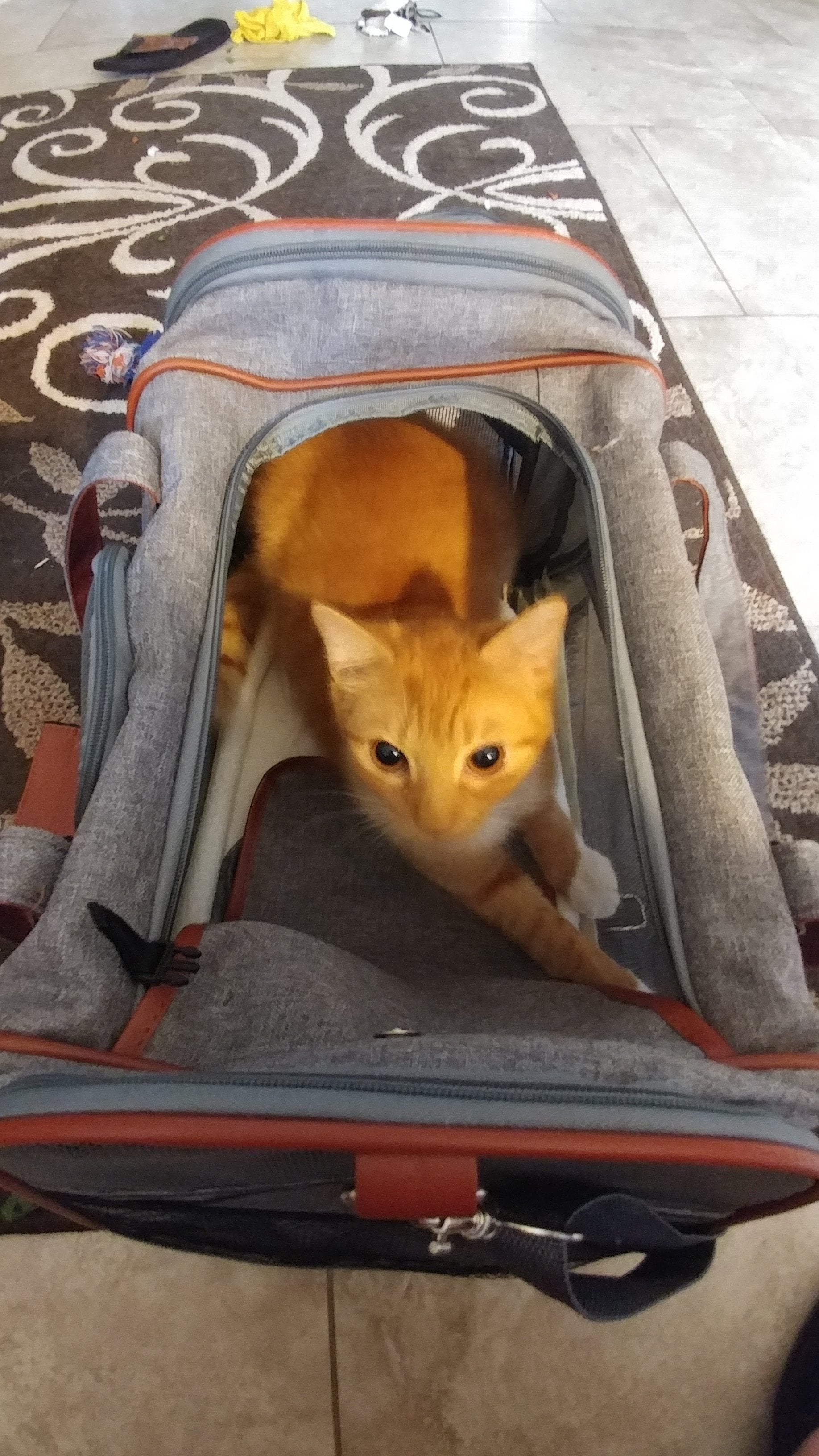 Mr. Peanut's Gold Series Airline Pet Carrier