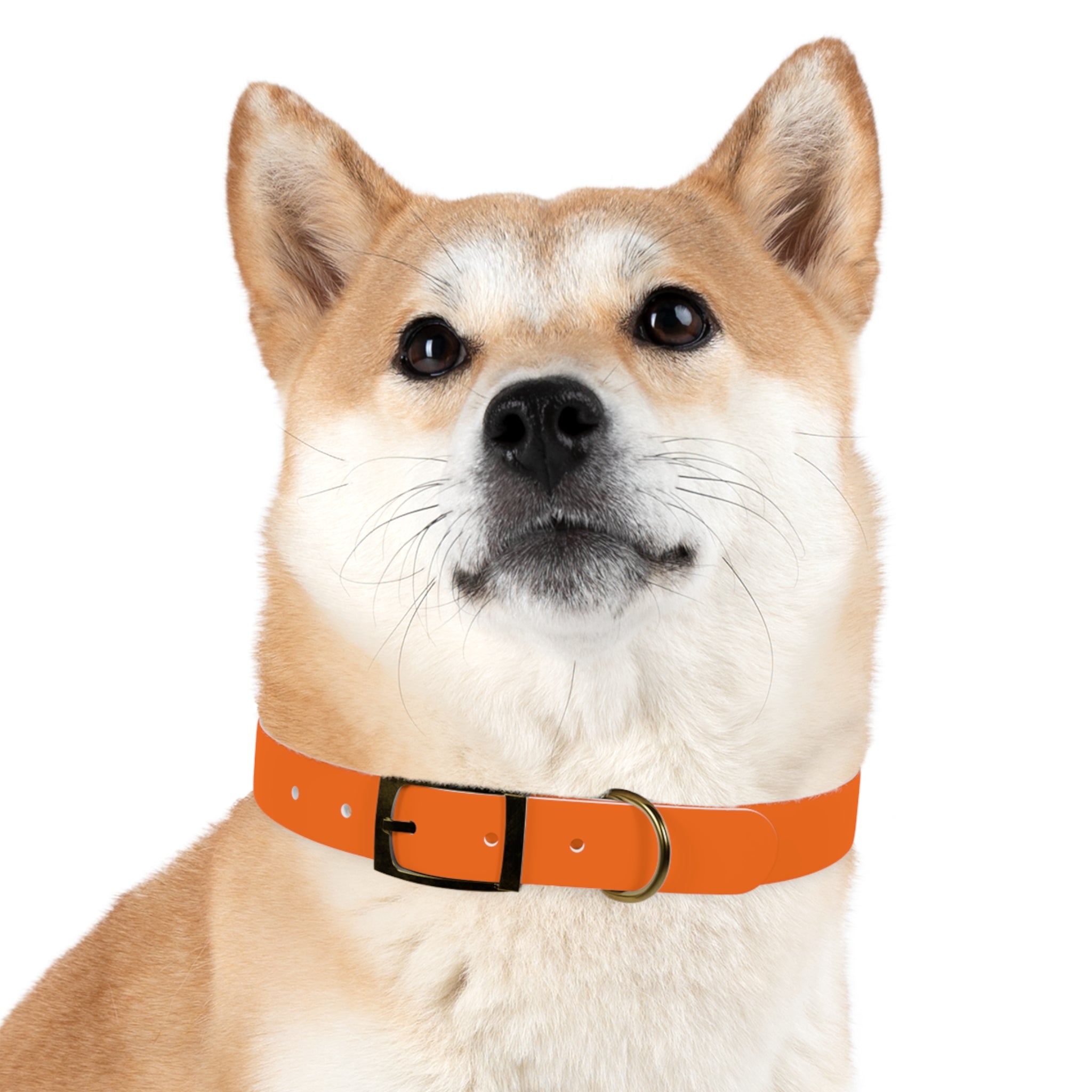 Waterproof Dog Collar | Orange