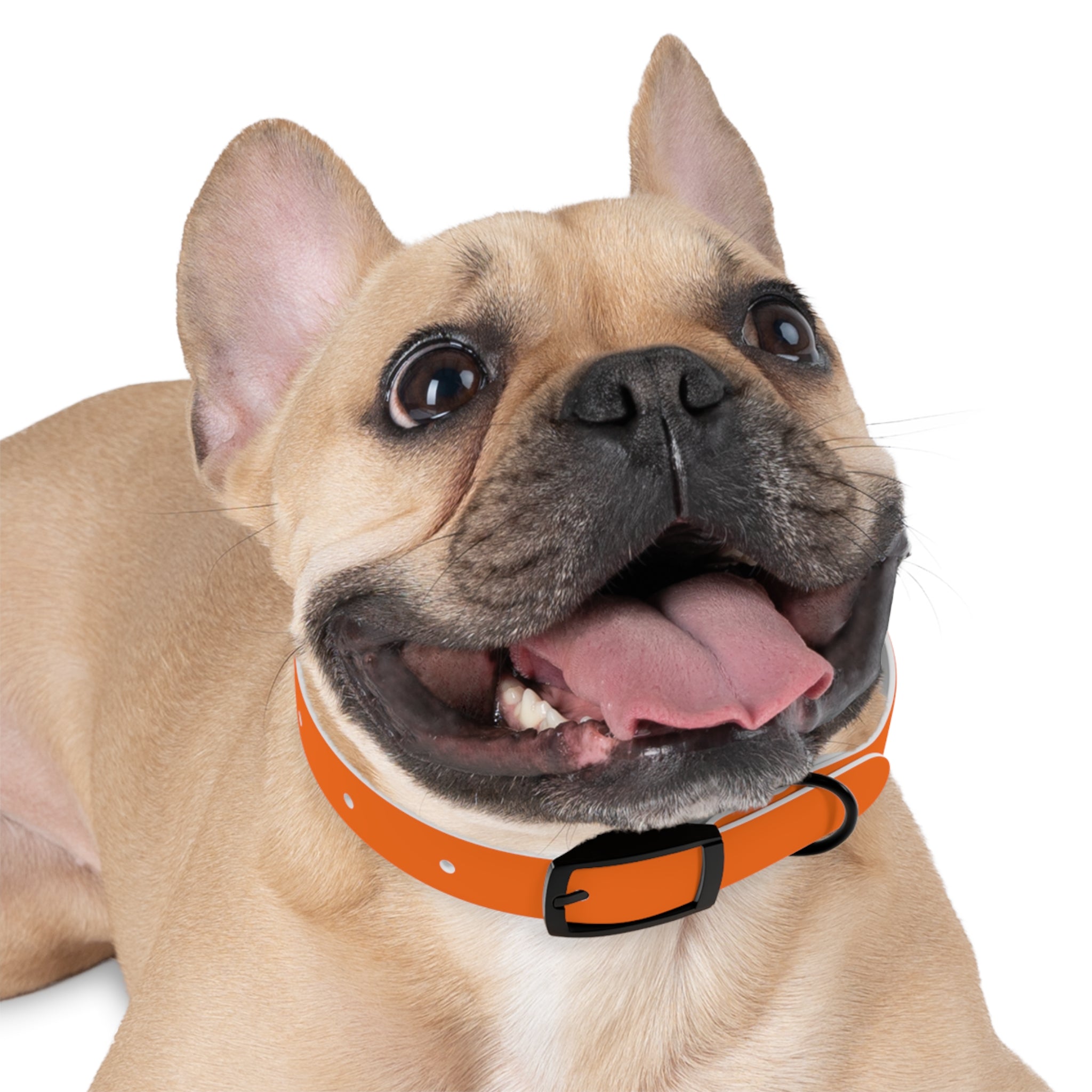 Adjustable Dog Collar | Paw Print | Orange