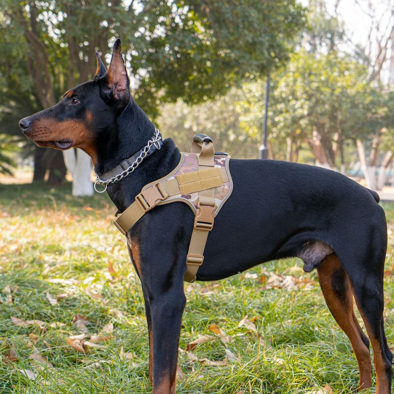 Tactical dog vest: for large dogs