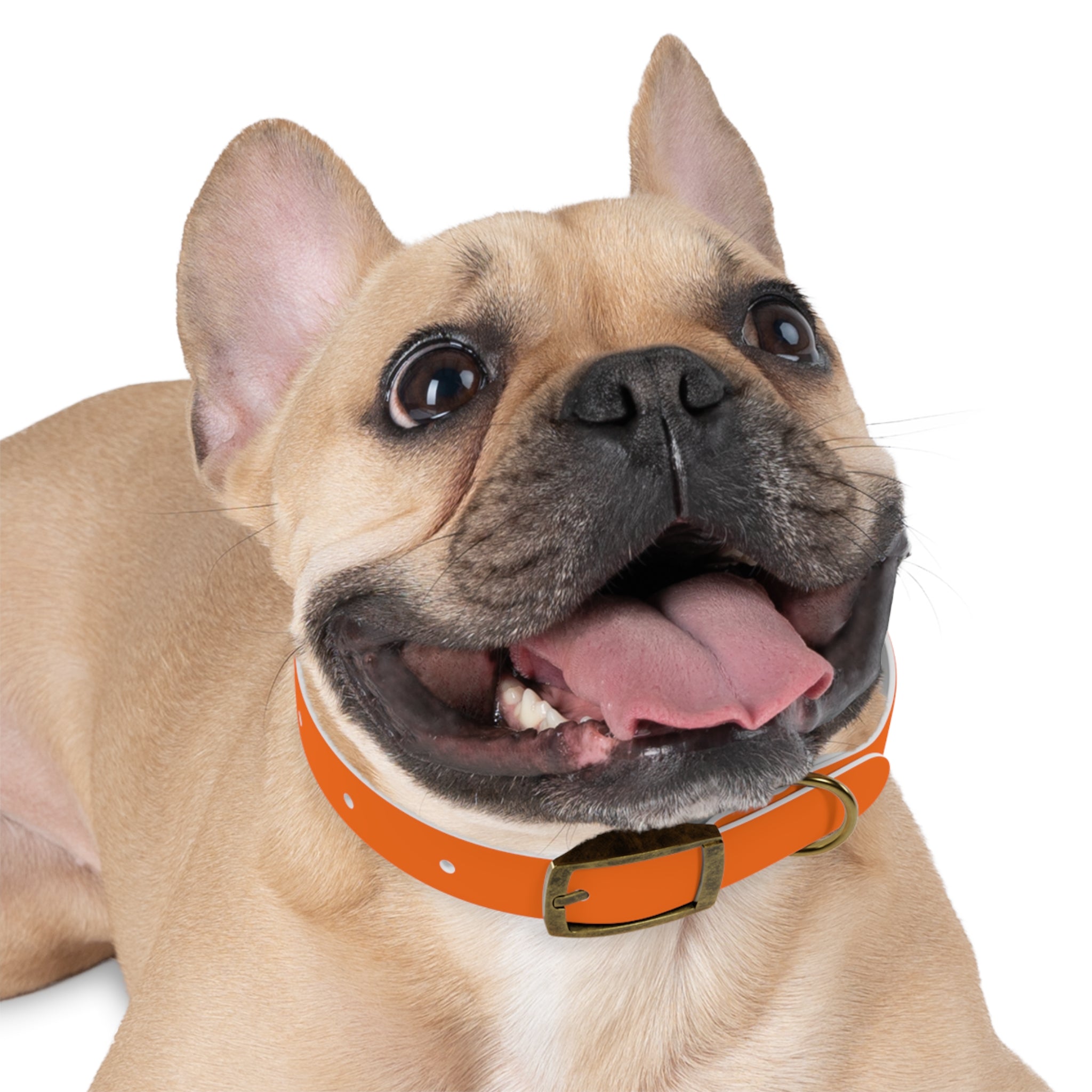 Waterproof Dog Collar | Orange