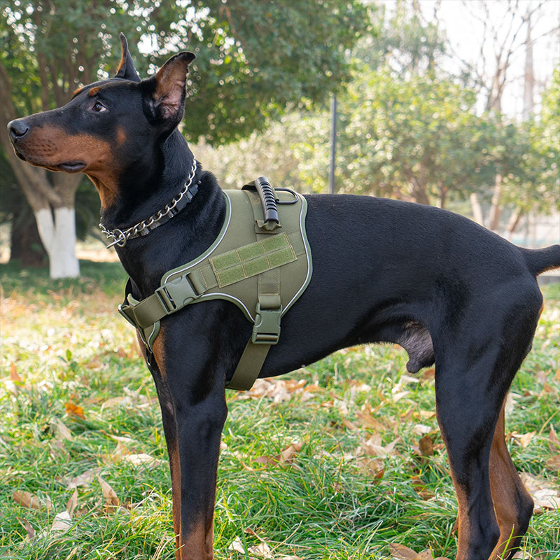Tactical dog vest: for large dogs