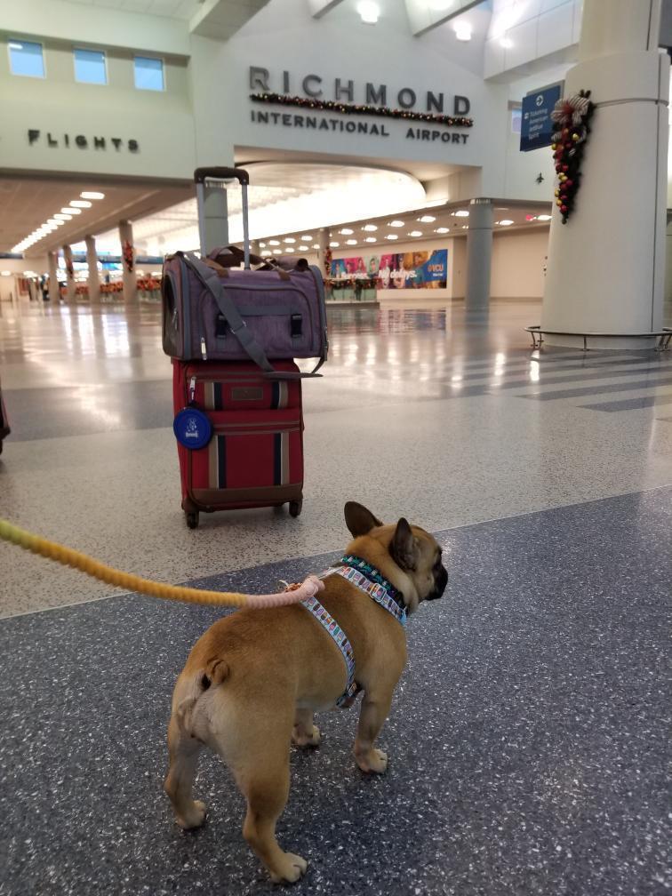Mr. Peanut's Gold Series Airline Pet Carrier