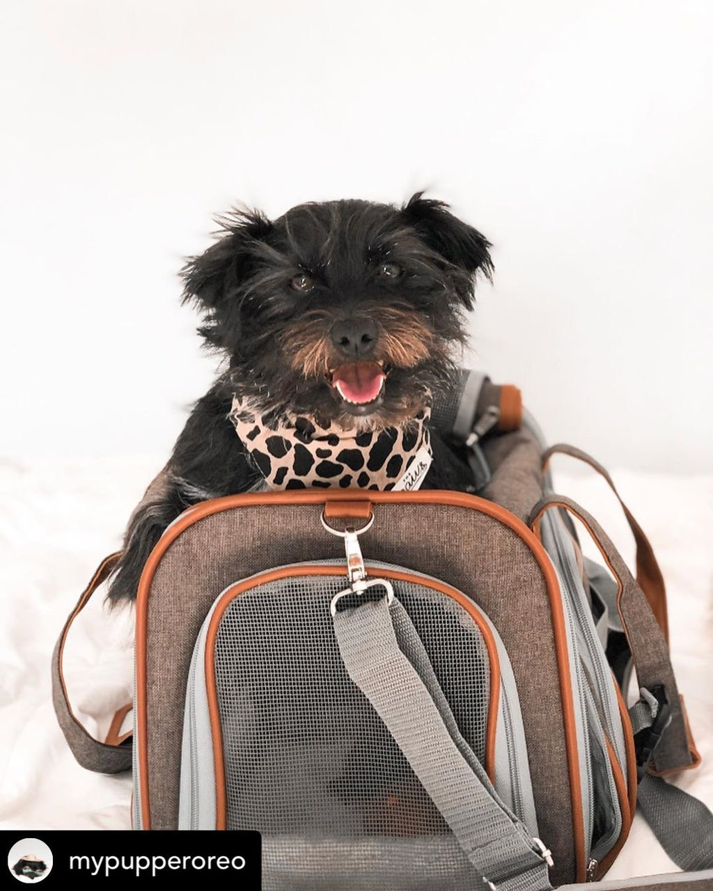 Mr. Peanut's Gold Series Airline Pet Carrier