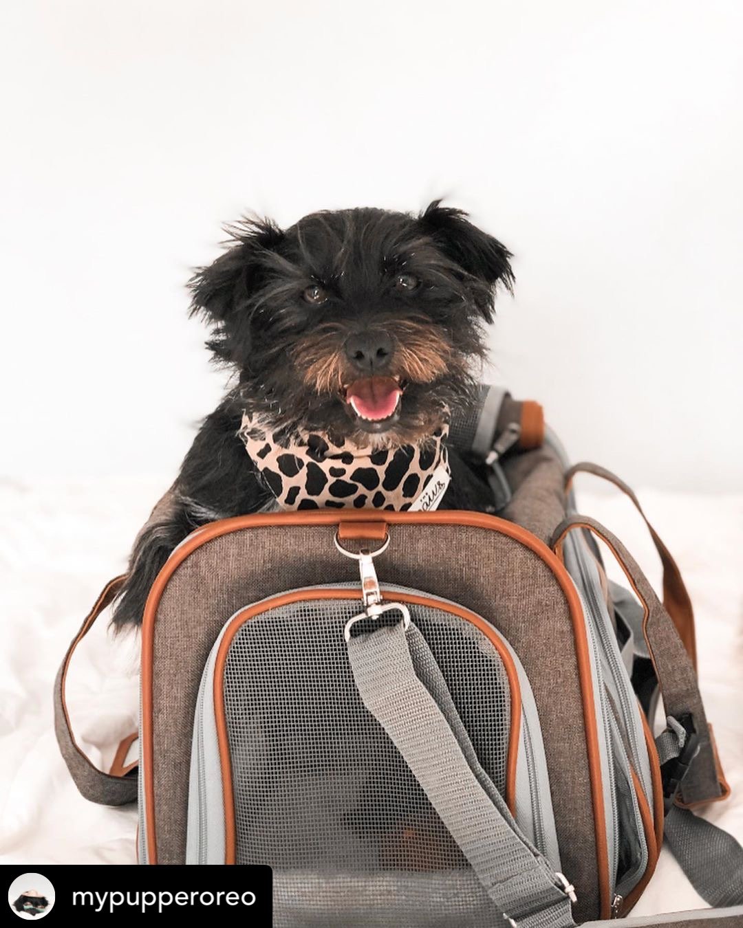 Mr. Peanut's Gold Series Airline Pet Carrier