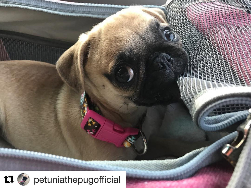 Mr. Peanut's Gold Series Airline Pet Carrier