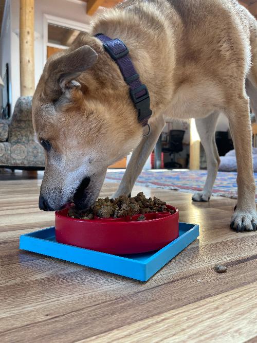 Suction Cup Holder for Dog Bowls & Lick Mats