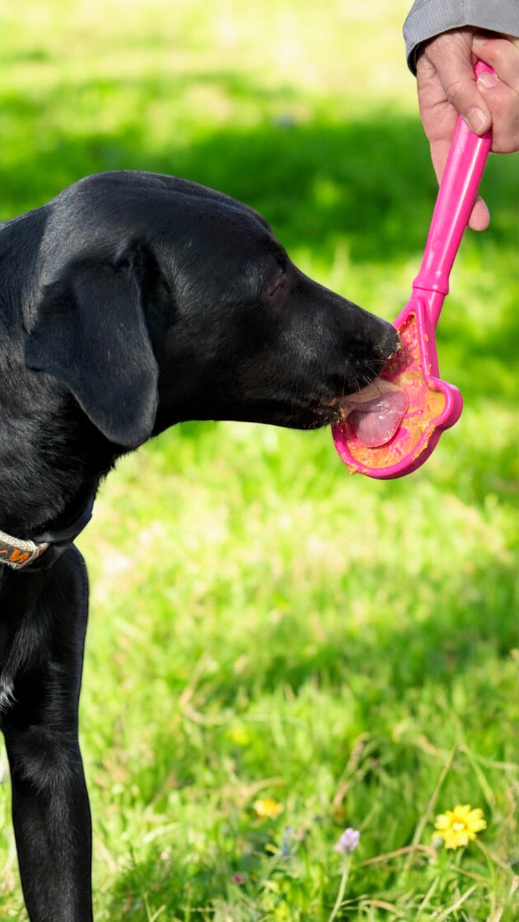 eStick Hand-Held Dog Enrichment Toy
