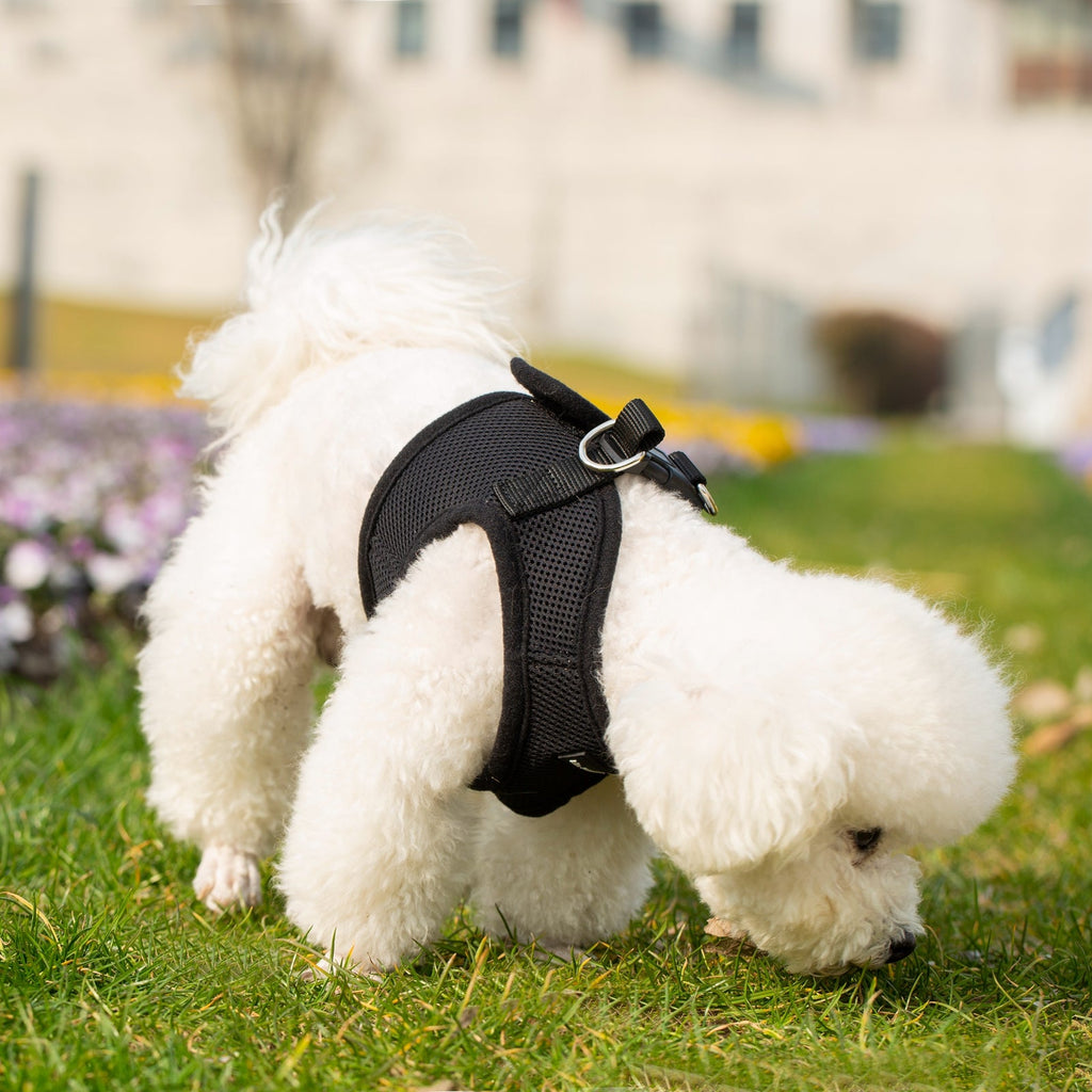 Mr. Peanut's Harness with Matching Leash