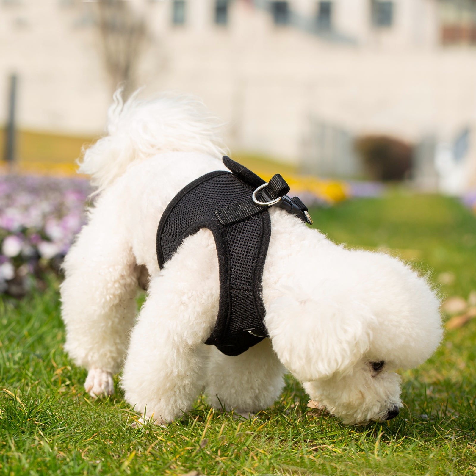Mr. Peanut's Harness with Matching Leash