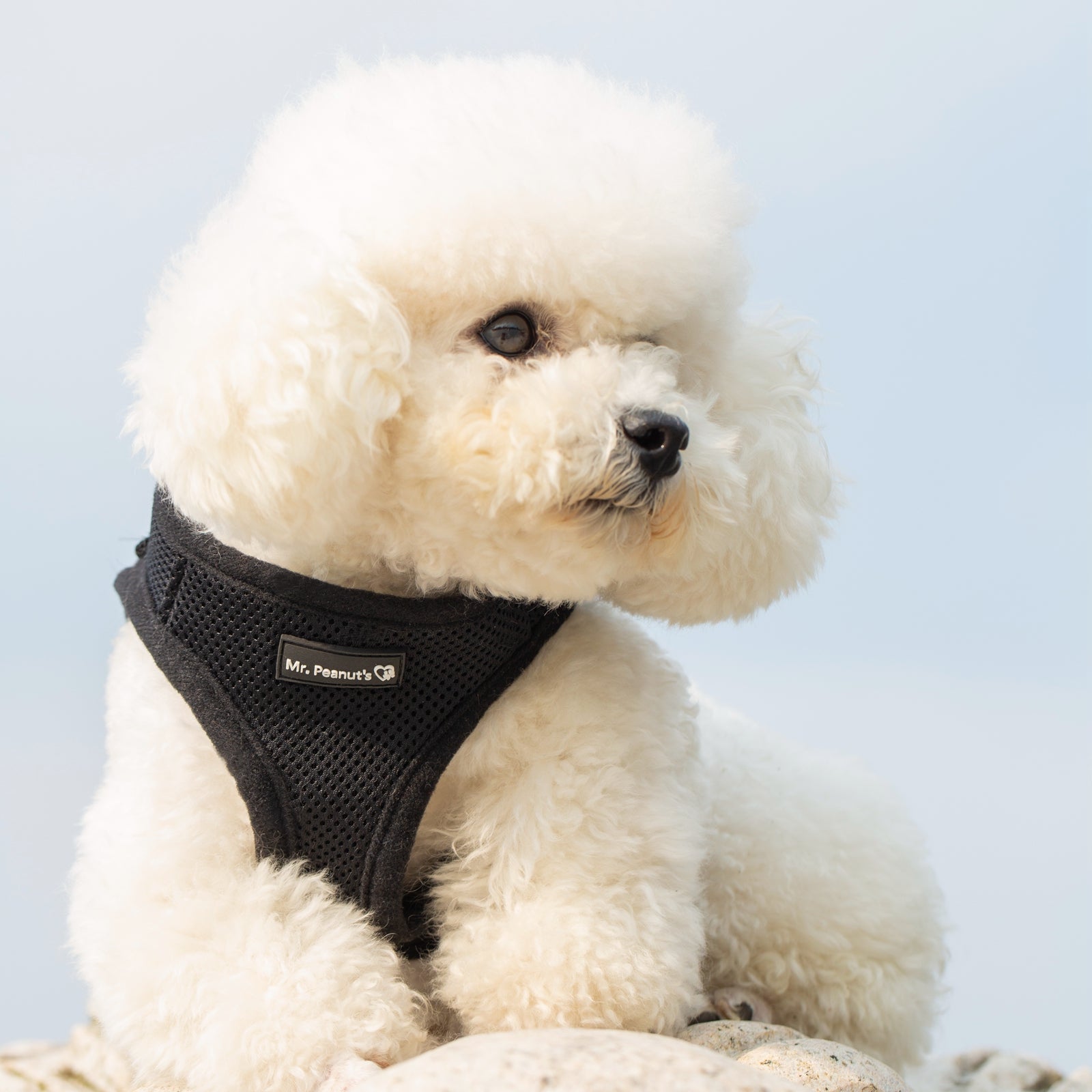 Mr. Peanut's Harness with Matching Leash