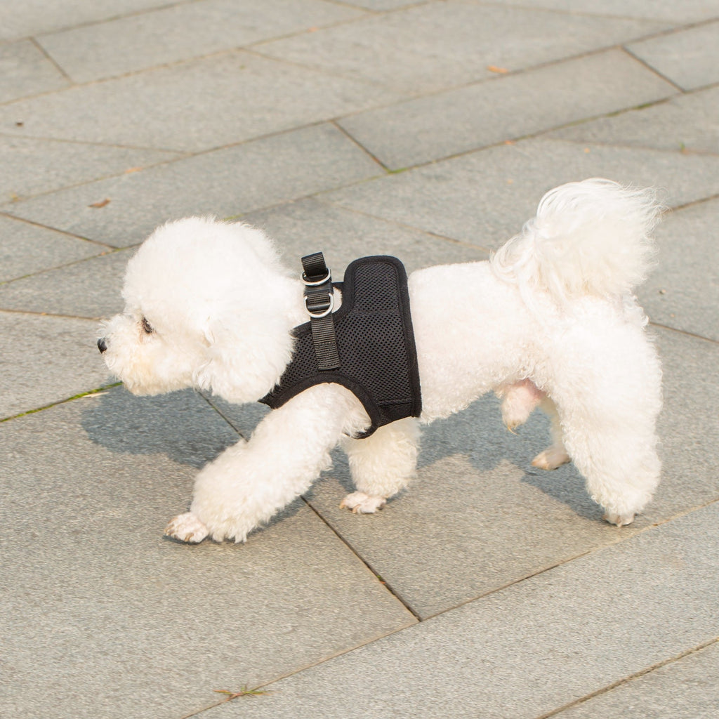 Mr. Peanut's Harness with Matching Leash