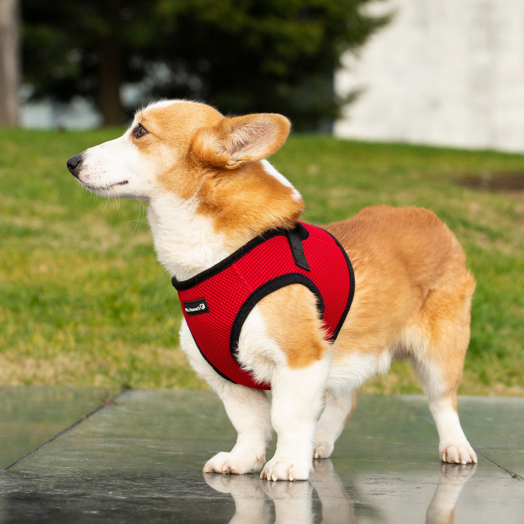 Mr. Peanut's Harness with Matching Leash