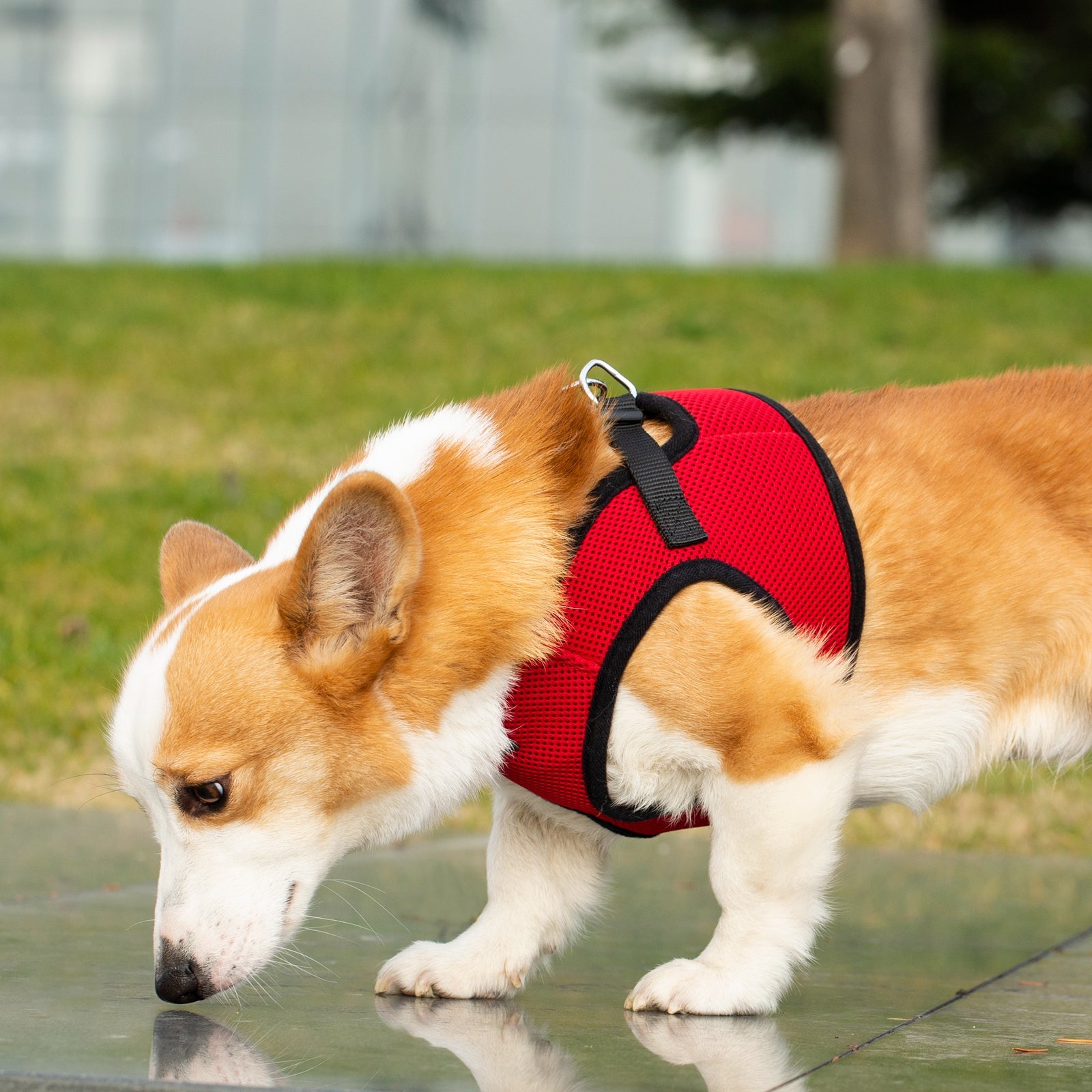 Mr. Peanut's Harness with Matching Leash