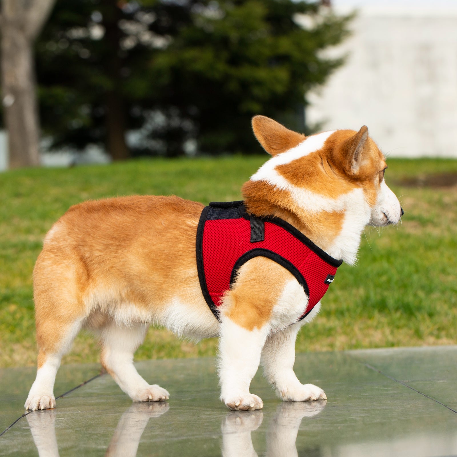 Mr. Peanut's Harness with Matching Leash