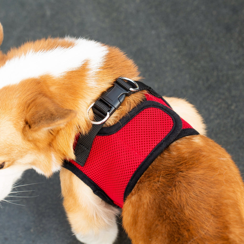 Mr. Peanut's Harness with Matching Leash