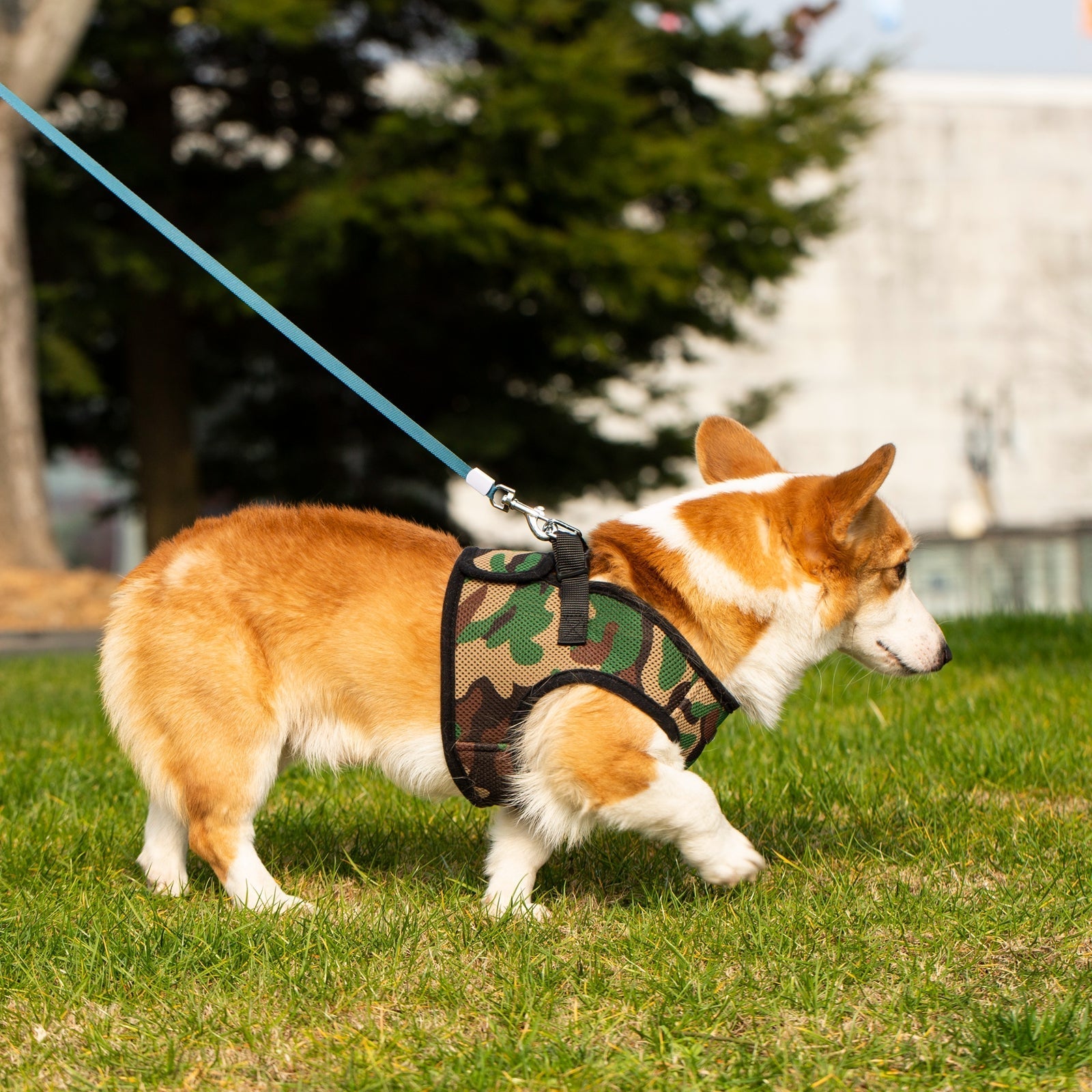 Mr. Peanut's Harness with Matching Leash