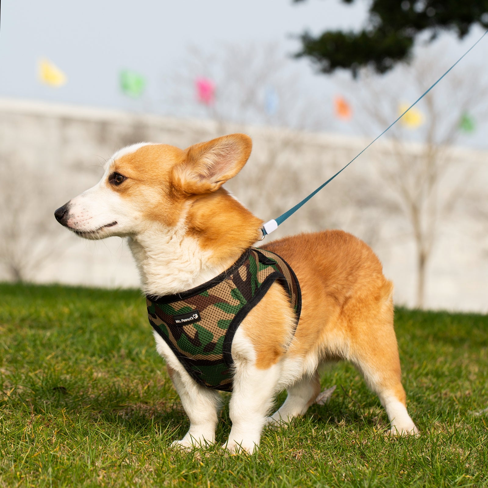 Mr. Peanut's Harness with Matching Leash