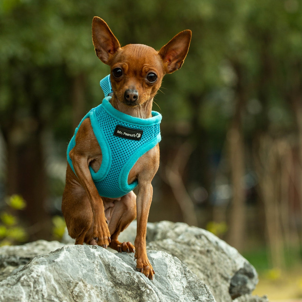 Mr. Peanut's Harness with Matching Leash