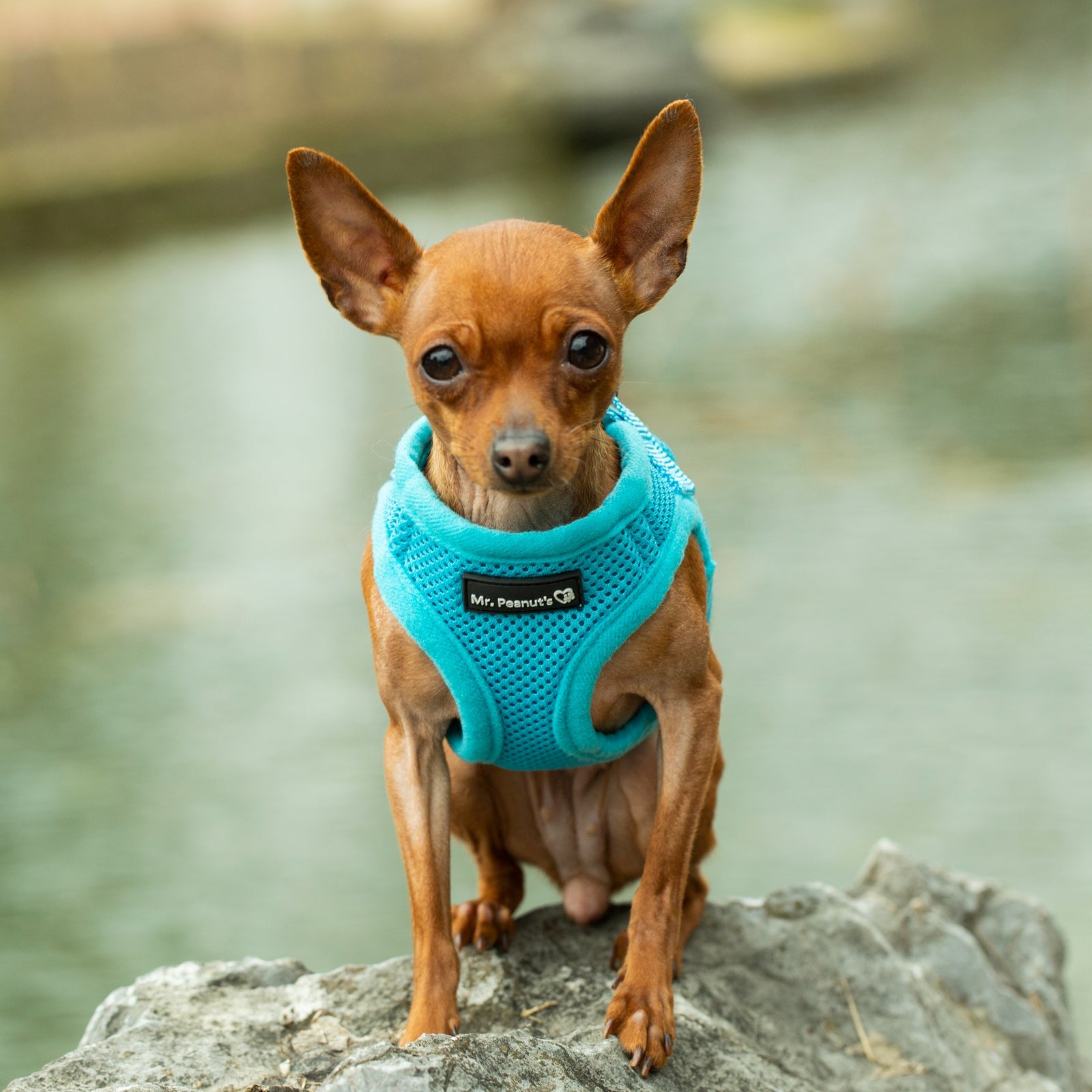 Mr. Peanut's Harness with Matching Leash