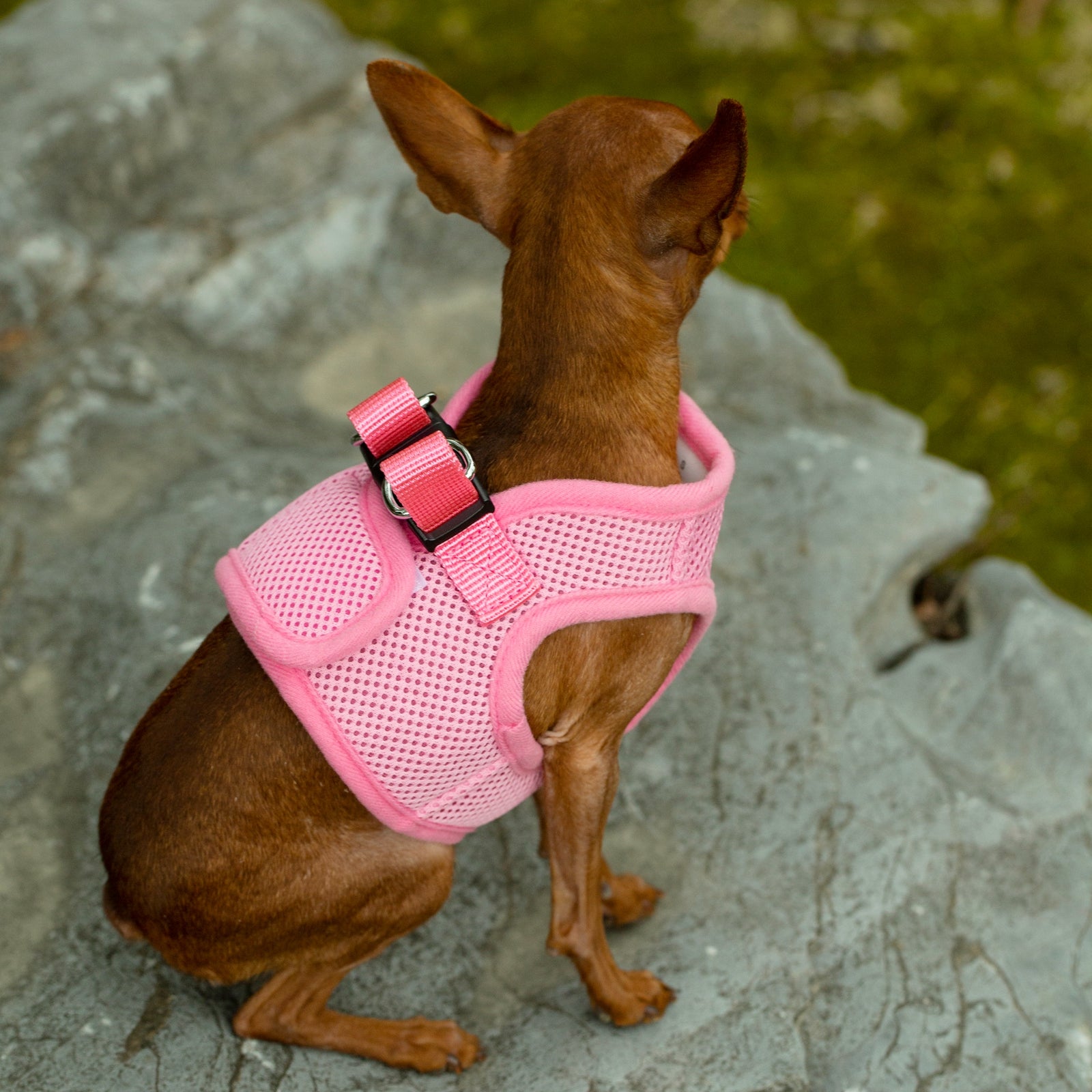 Mr. Peanut's Harness with Matching Leash