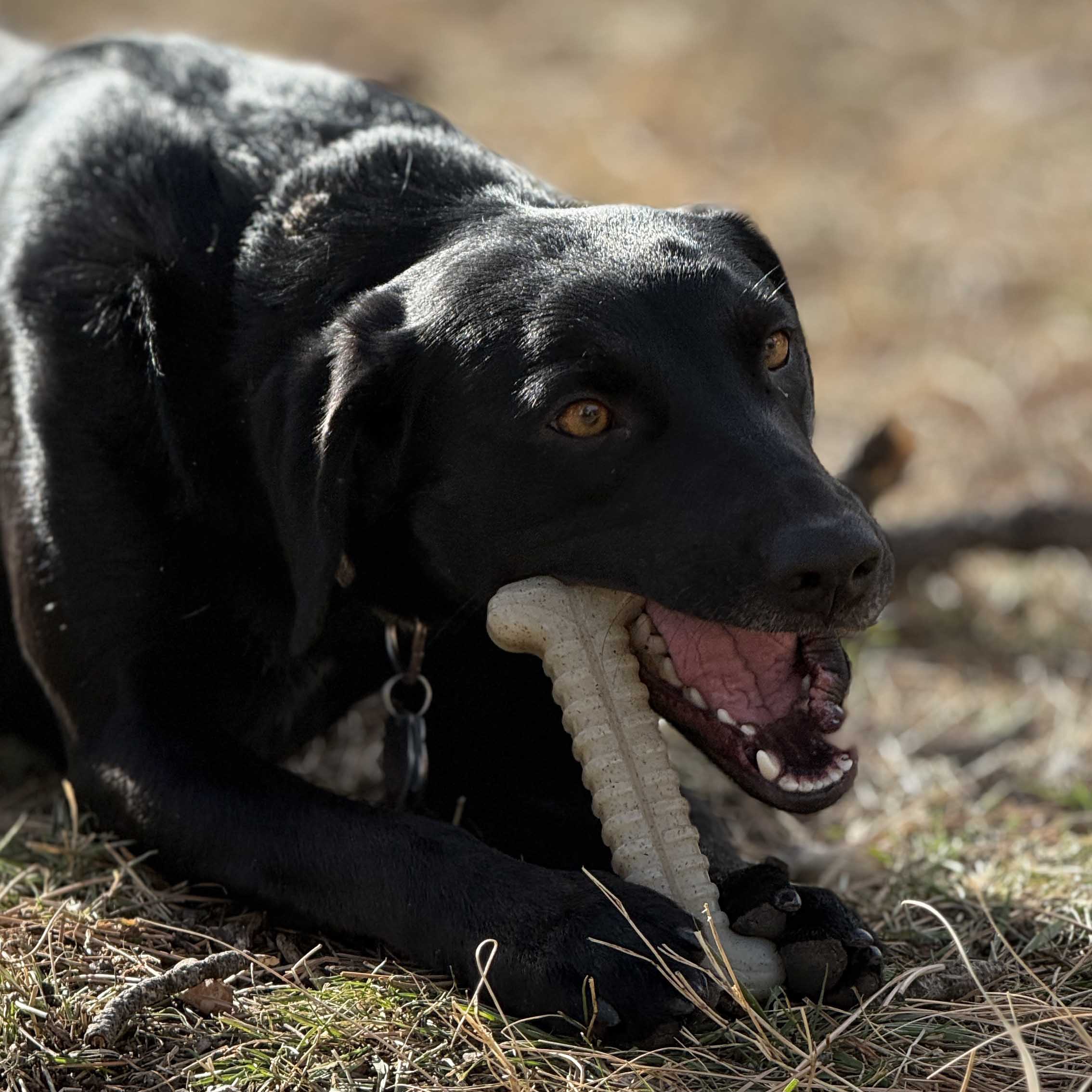 Tough Bone Nylon Chew Bone | SodaPup