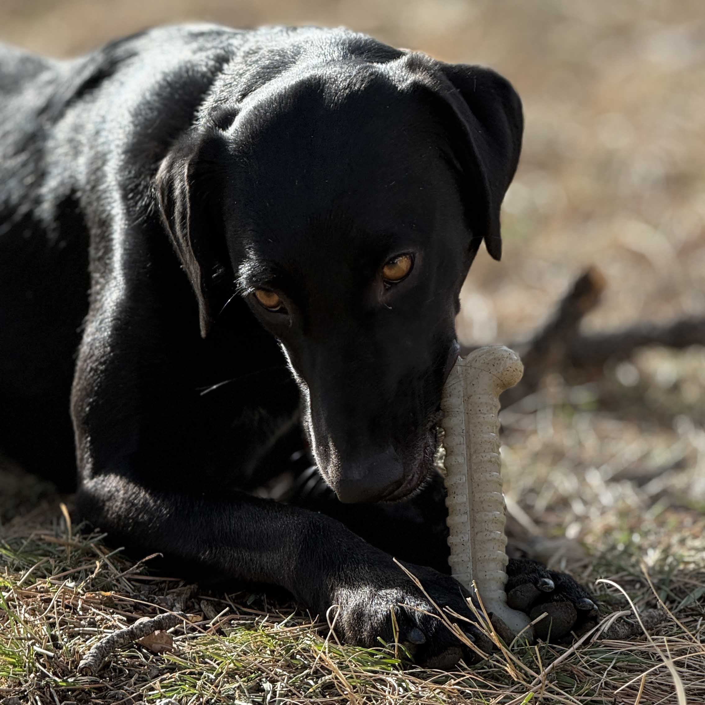 Tough Bone Nylon Chew Bone | SodaPup