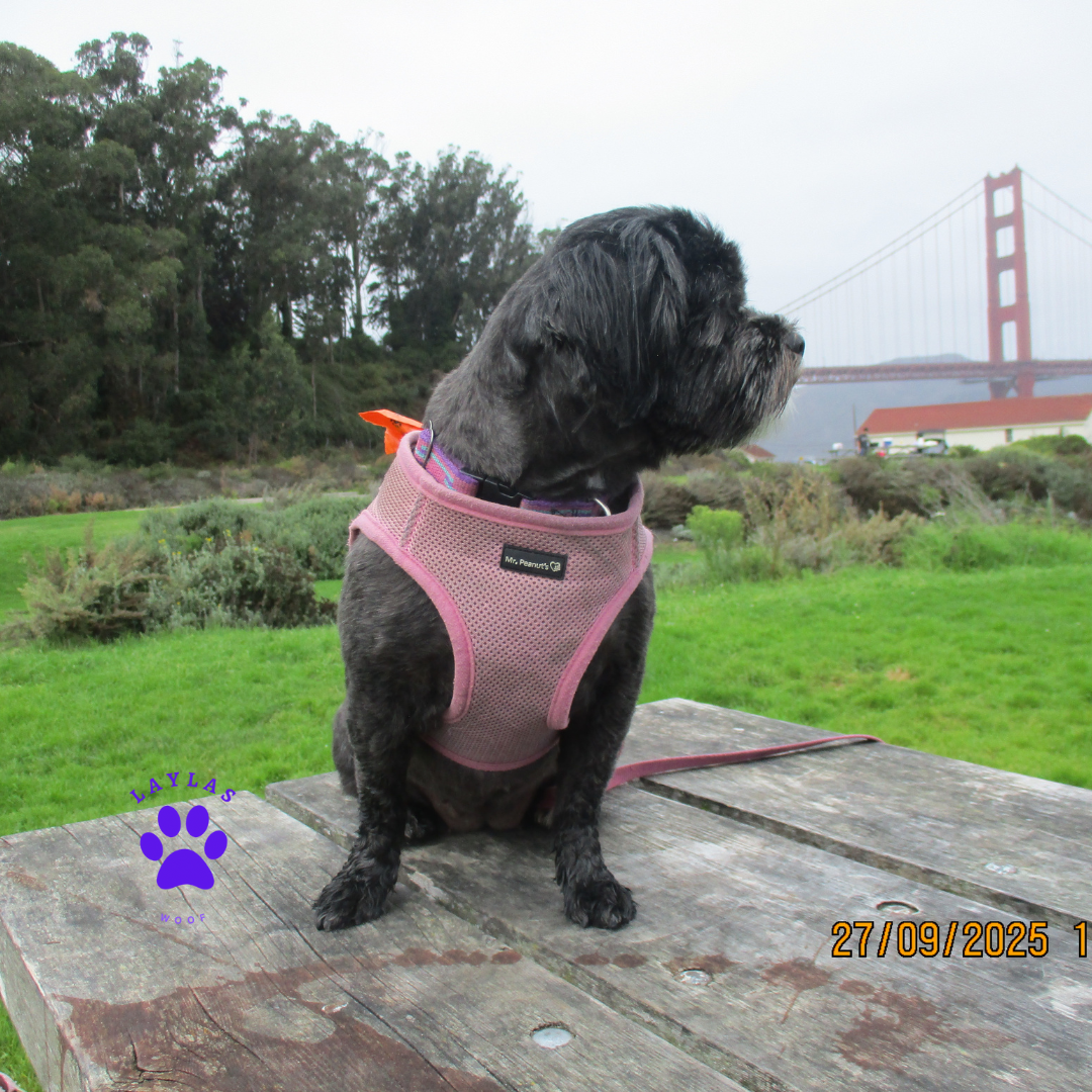 Mr. Peanut's Harness with Matching Leash