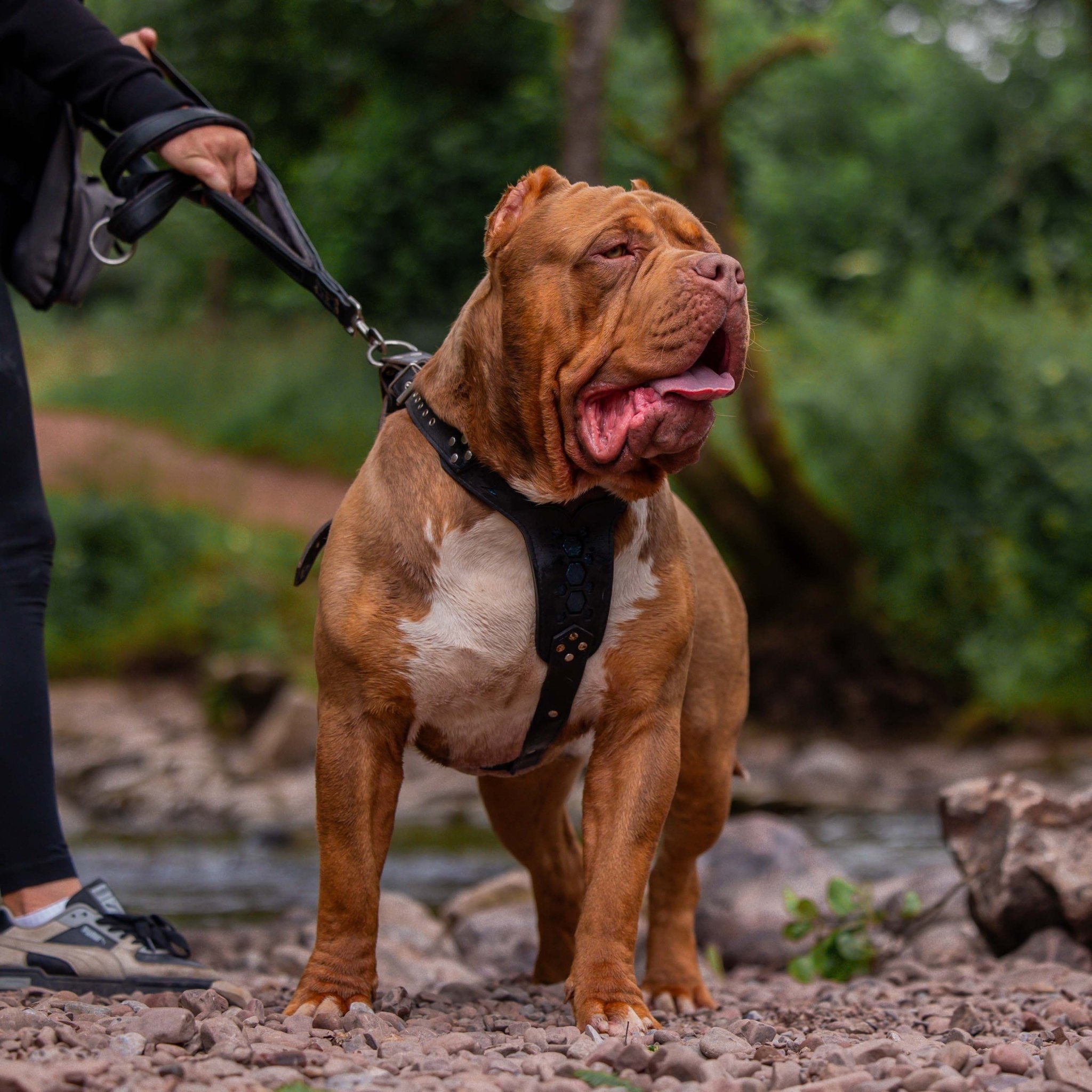 BESTIA DOG SPORT dual handle leash