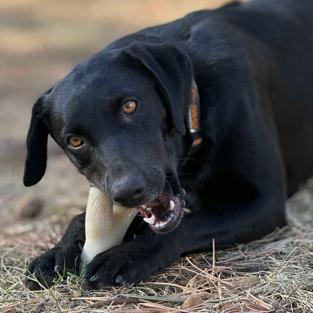Ever Antler Nylon Chew Bone | SodaPup