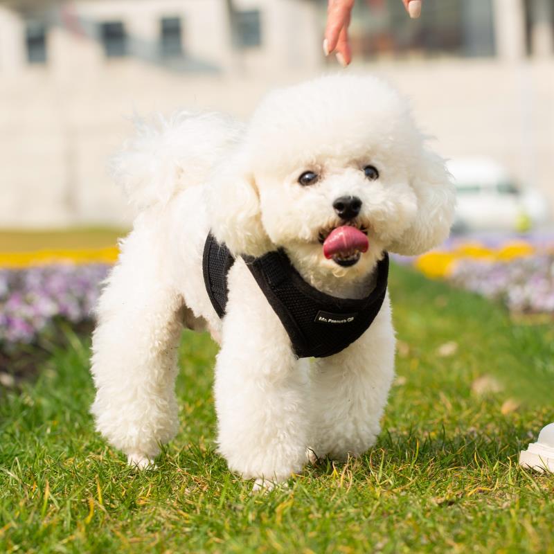 Mr. Peanut's Harness with Matching Leash