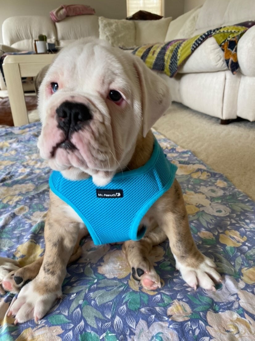 Mr. Peanut's Harness with Matching Leash