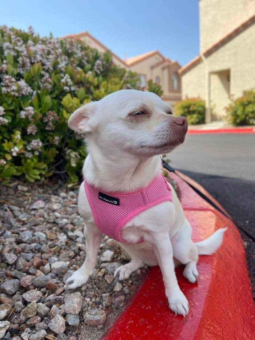 Mr. Peanut's Harness with Matching Leash