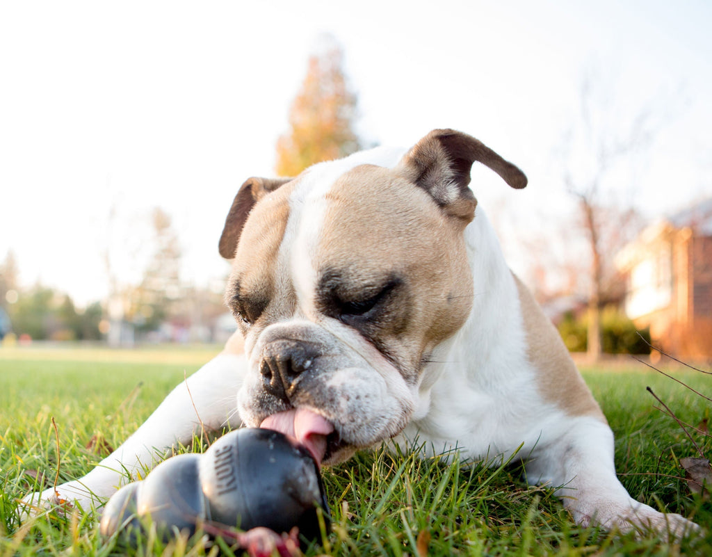 KONG Extreme Treat-Stuffing Dog Toy