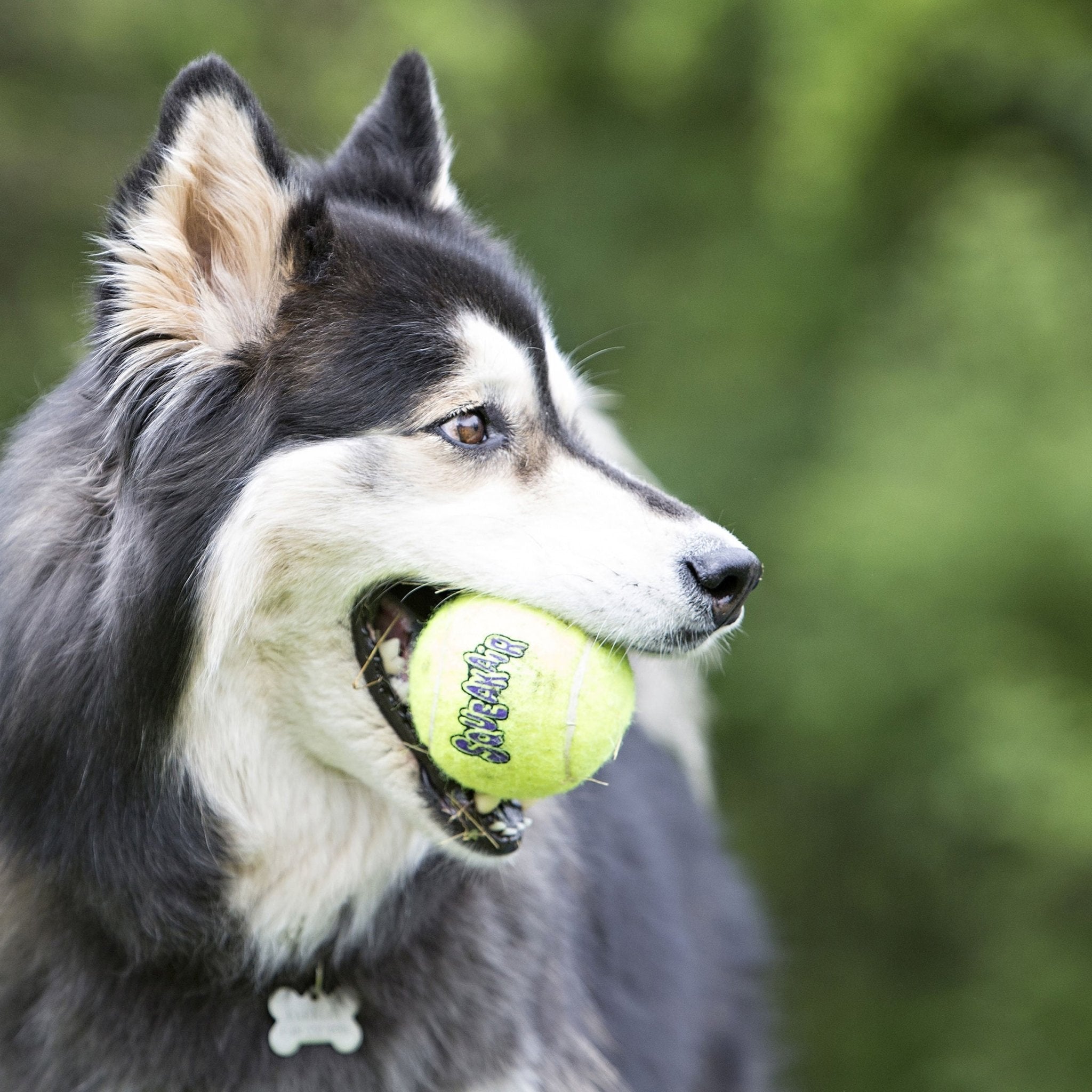 KONG SqueakAir® Ball – Squeaker Tennis Ball