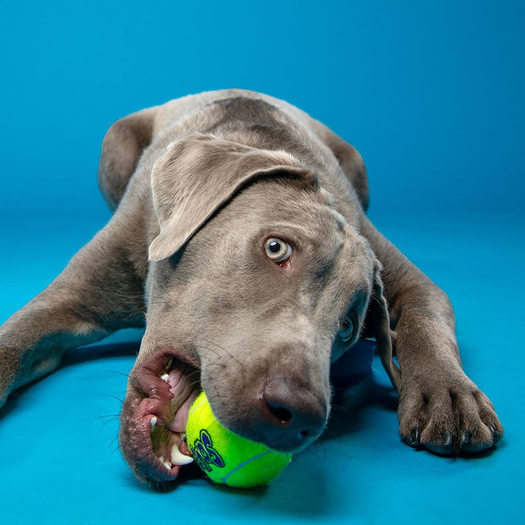 KONG SqueakAir® Ball – Squeaker Tennis Ball