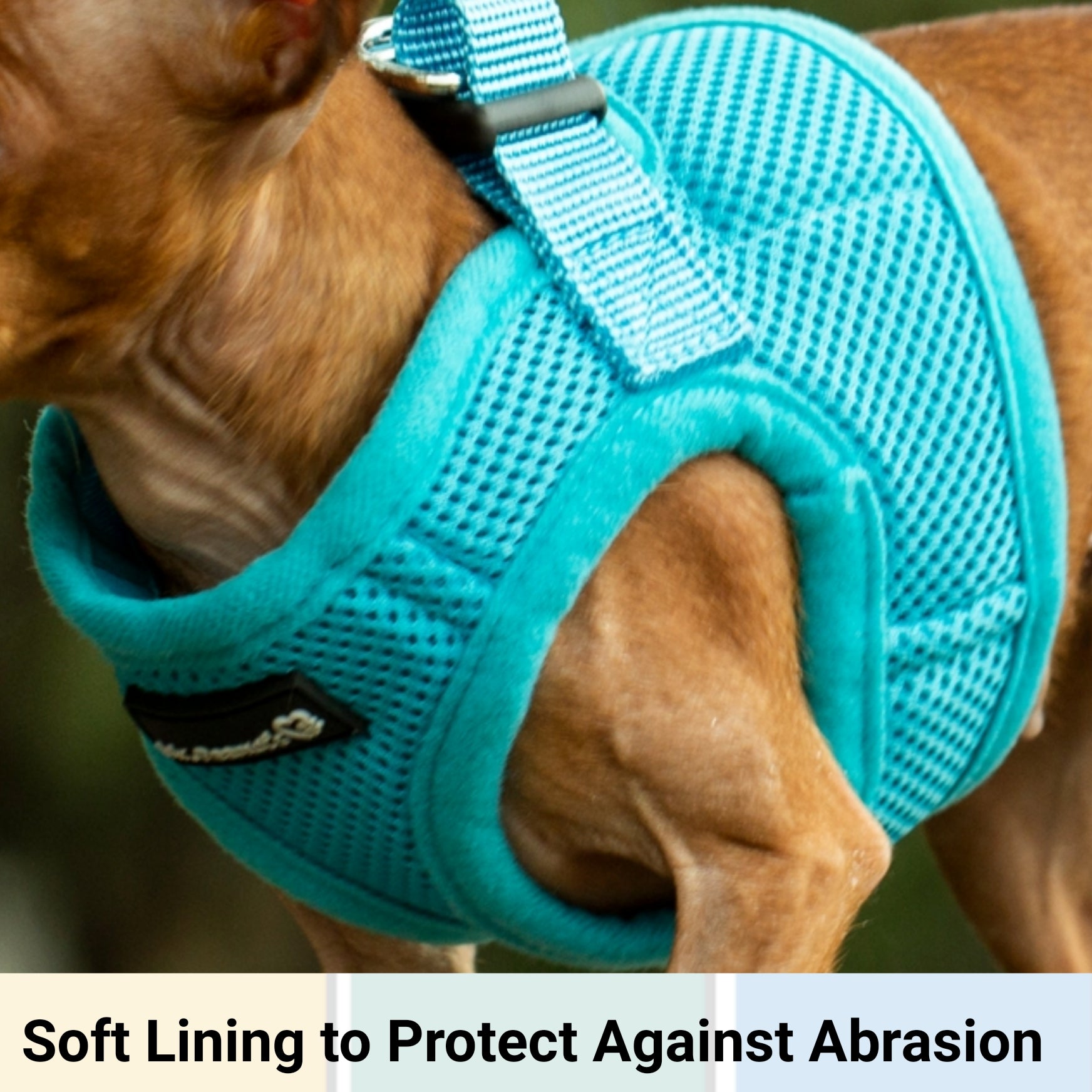 Mr. Peanut's Harness with Matching Leash